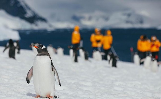 Penguins Antarctica