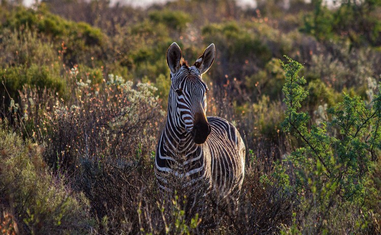 Simbavati gallery Fynbos zebra
