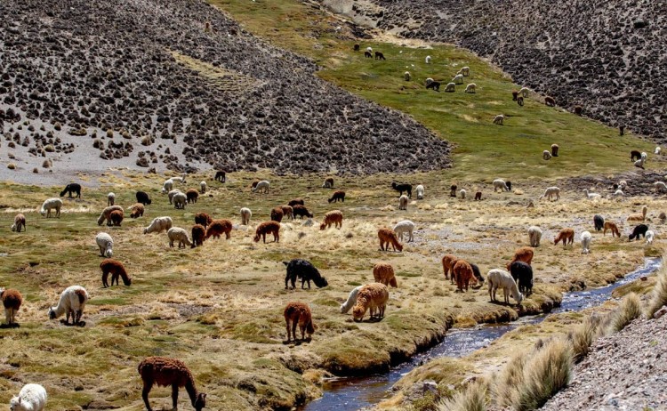 Arica Alpaca valley