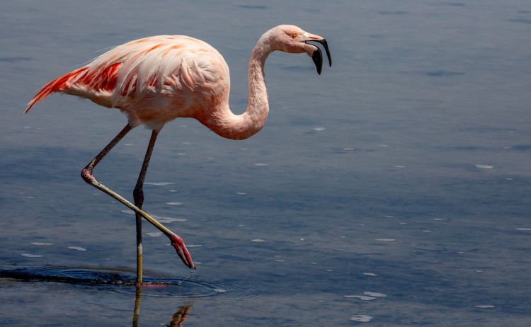 Atacama Flamingo