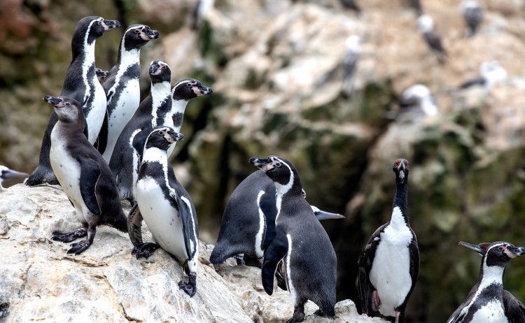 Isla Pan de Azucar penguins