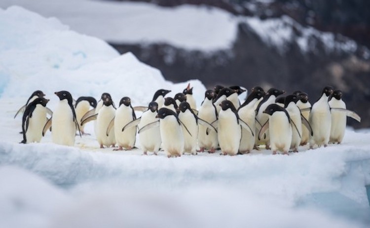Penguins in Antarctica