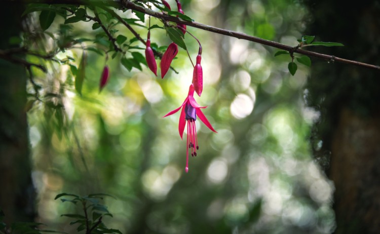 Chiloe national park 1252070815