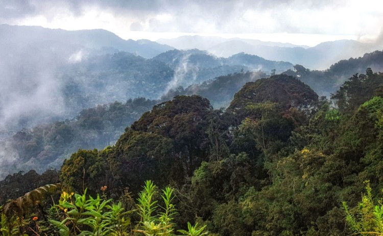 Nyungwe National ParkRwanda small