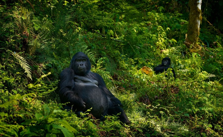male gorilla resized