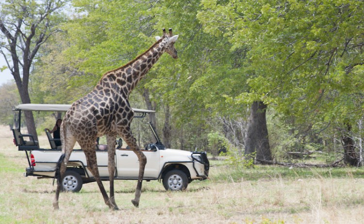 Chobe Elephant Camp game drive giraffe