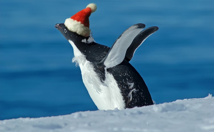 Christmas in Antarctica Penguin wearing a Santa hat