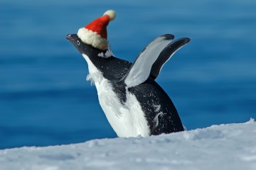 Christmas in Antarctica