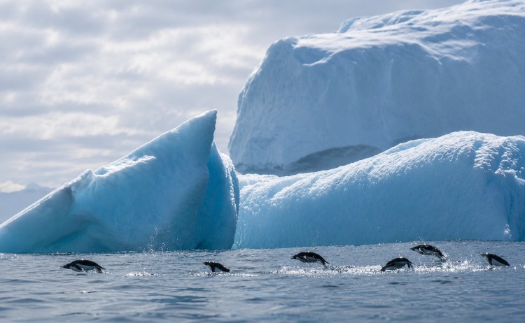 Christmas in Antarctica group of Adelie penguins swimming in formation near massive blue icebergs