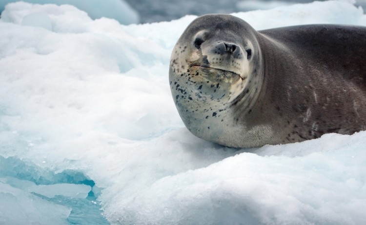 Christmas in Antarctica leopard seal resting on a patch of ice