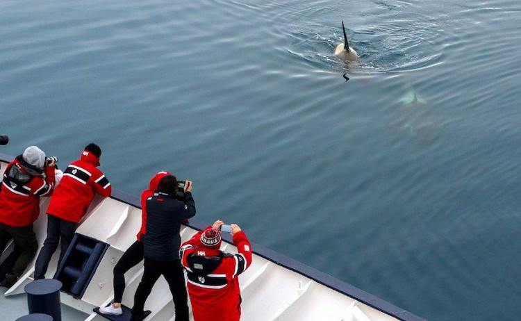 Christmas in Antarctica orca sighting island sky
