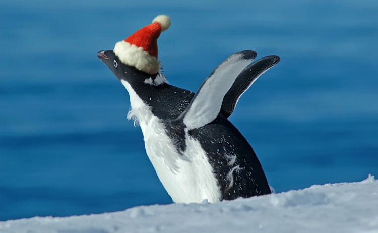 Penguin wearing a Santa hat