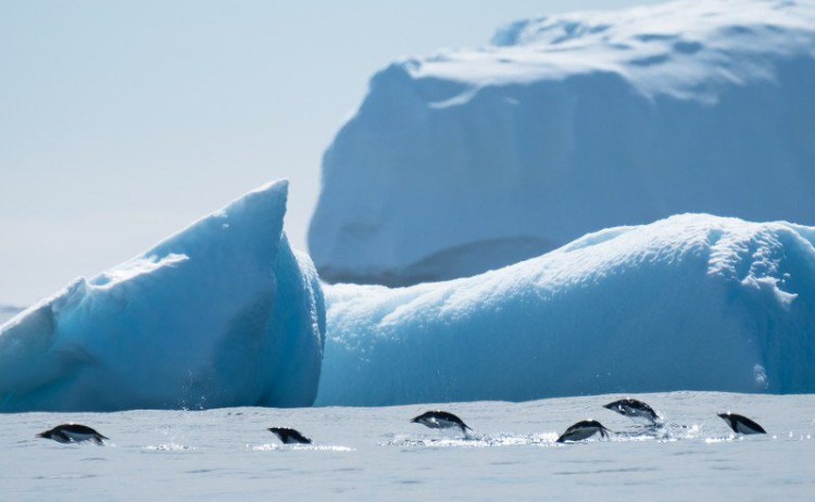 penguins jumping antarctica icebergs