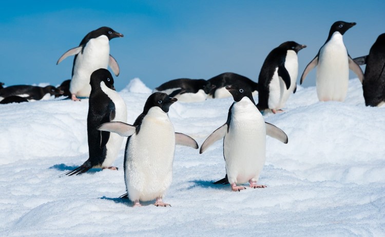Adelie Penguins in Antarctica