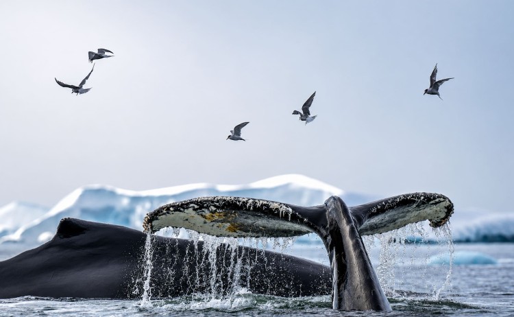 Humpack whale tail in Antarctica Fournier Bay