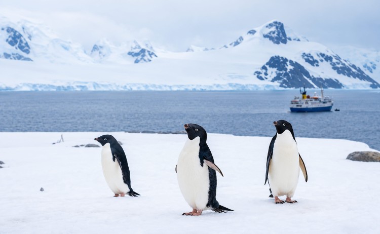 Penguins Antarctica
