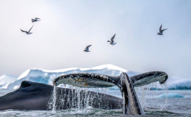 photo Mark Edward Harris Antarctica Fournier Bay 7383