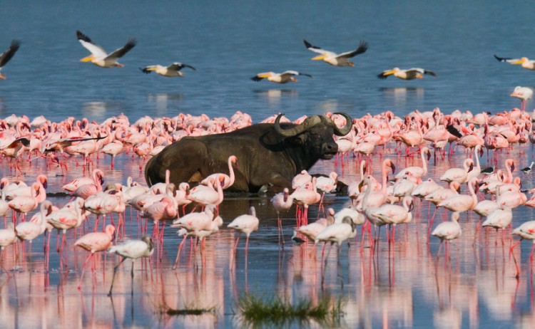 Buffalo lying in the water on the background of big flocks of flamingos. Kenya. Africa. Nakuru National shutterstock 403312306