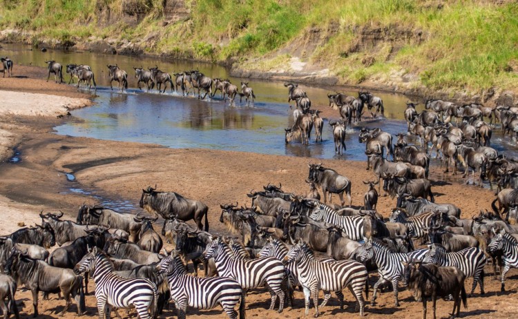 East Africa Wildlife