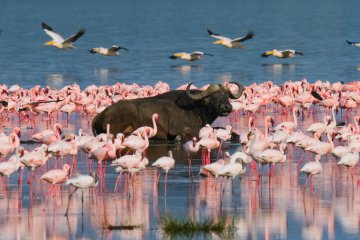 Classic Kenya and Tanzania Adventure: Small Group