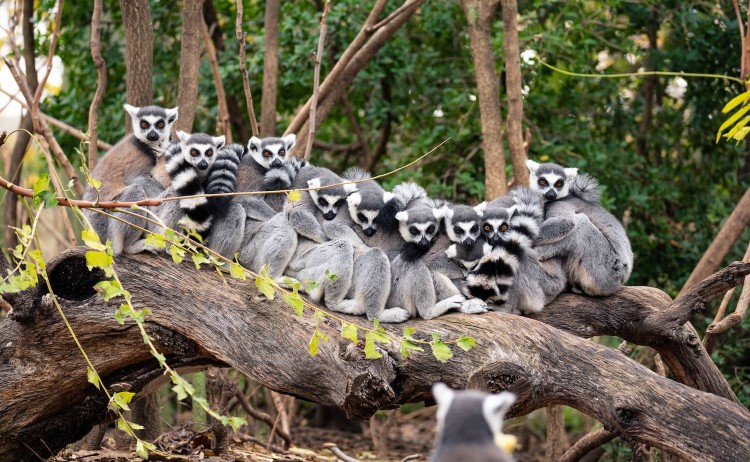 Classic Madagascar tour group of Ring tailed Lemurs