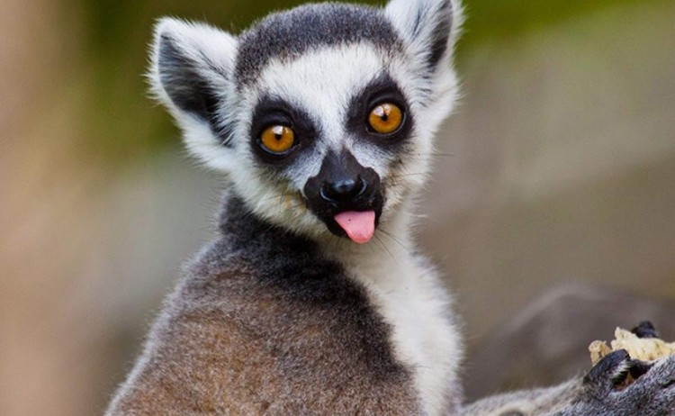 Classic madagascar tour Ring tailed lemur