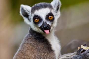 Classic Madagascar