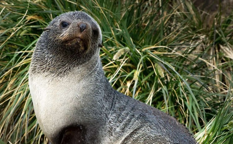 Classic South Georgia Seal striking a pose