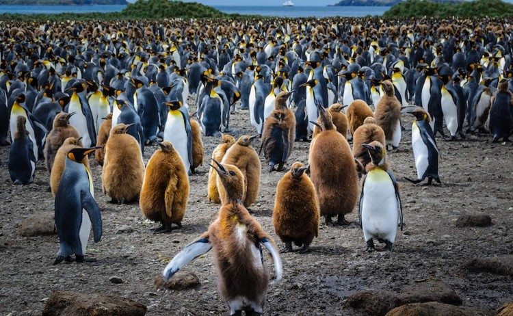Penguin colony in South Georgia