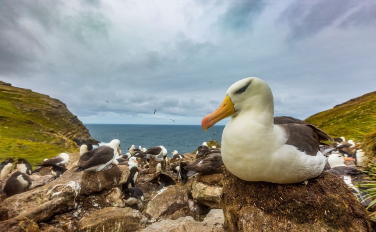 Classic South Georgia Falkland Albatross West Point