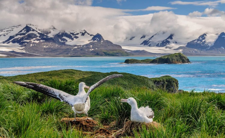 Classic South Georgia a Giant wandering Albatross on Prion Island South Georgia.