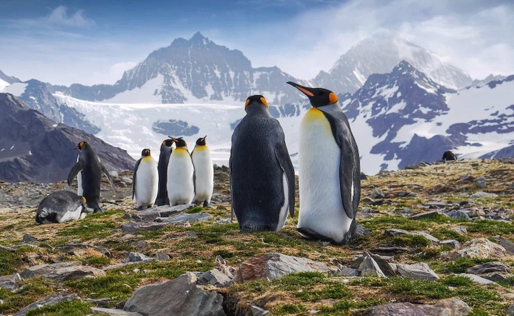 Classic South Georgia small group of King penguin