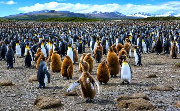 Classic South Georgia tghe Ushuaia large colony of King penguins