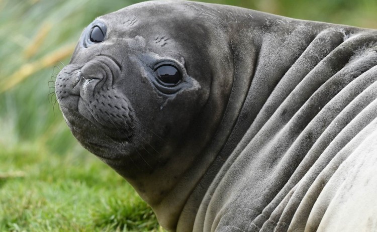 Close up portrait of a large eyed southern elephant seal South Georgia
