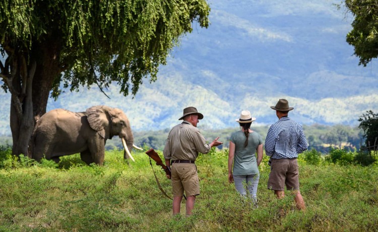 Classic Zimbabwe Johns Camp widlife tracking.