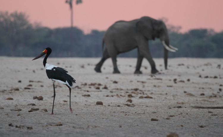 Classic Zimbabwe wildlife in open plains