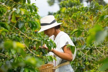 Cocora Valley Coffee Region Experience