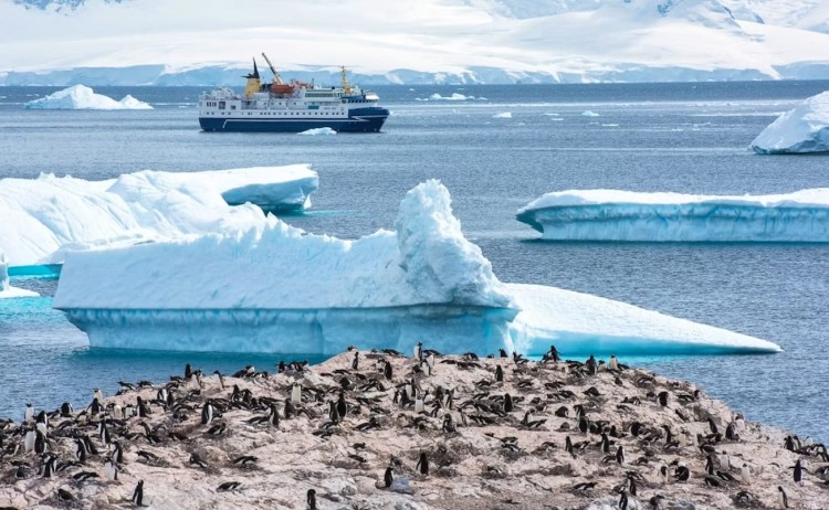 Colony of Penguins and Ocean Nova