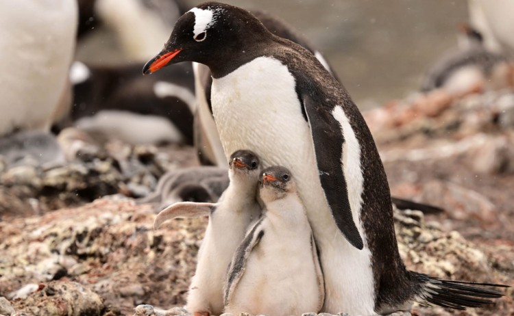 Complete Antarctica mum and chick Gentoo penguin in Antarctica
