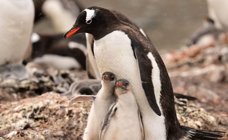Complete Antarctica mum and chick Gentoo penguin in Antarctica