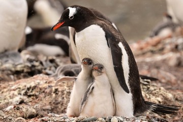 Complete Antarctica: Fly in, Sail out | Ocean Nova