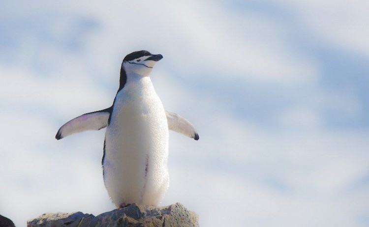Fly in Sail out Chinstrap penguin in Antarctica