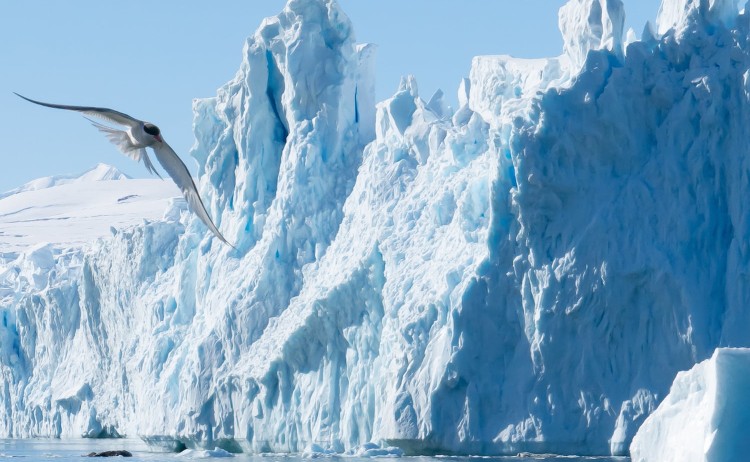 Seabird soaring over the towering glaciers of Antarctica