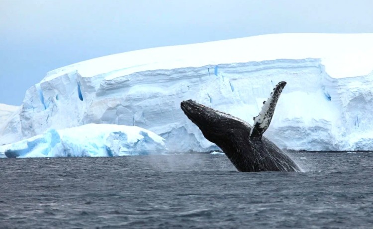 humpback whale antarctica