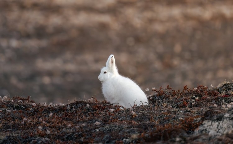 Complete East Greenland Arctic hare standing alert on a patch of barren tundra