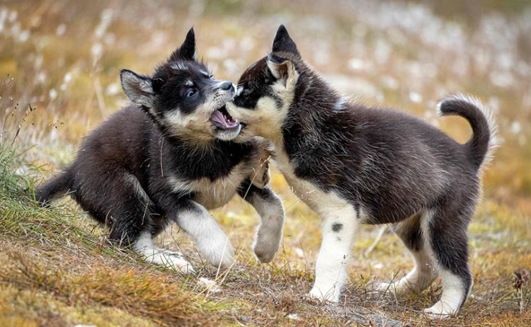 Complete East Greenland puppies playing