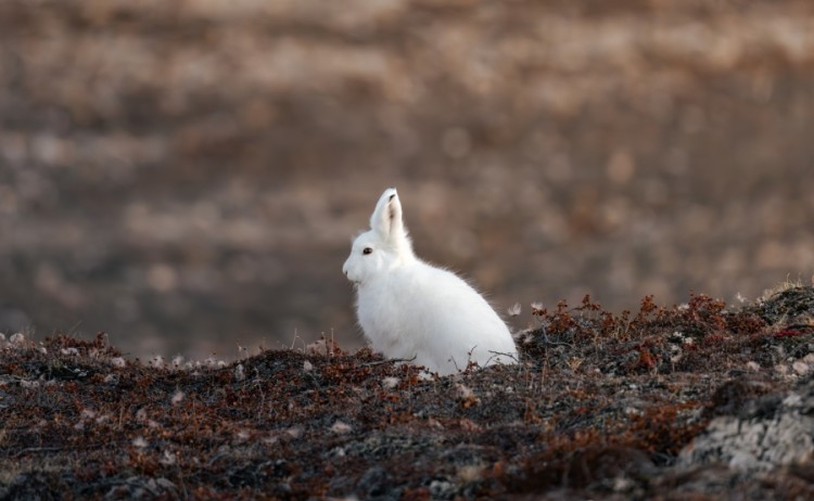 Greenland wildlife
