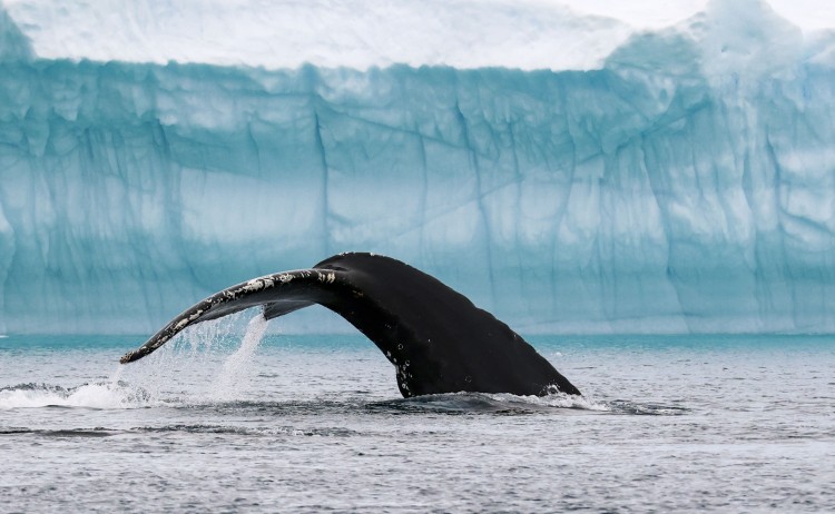 D6 Greenland Ilulissat AEX 08 1