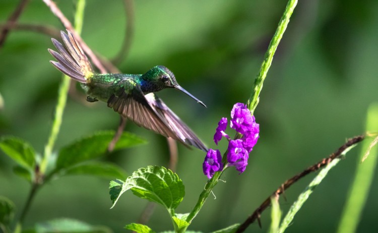 hummingbirdshutterstock 1340695880
