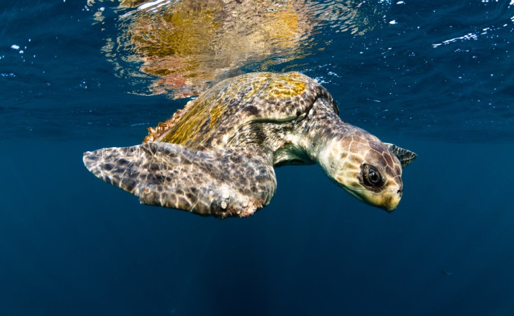 olive ridley sea turtleCorcovado peninsulashutterstock 239538592 1